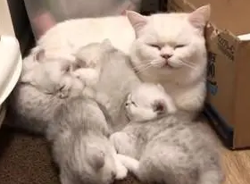 猫咪升级当爸，照顾孩子累到睡着，猫妈不放心在一旁盯着