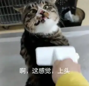 网友给猫咪梳毛，结果猫咪的表情笑喷了