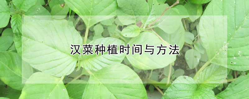 汉菜种植时间与方法