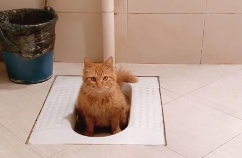 捡了一只流浪猫，它还会自己上厕所，真的太乖巧了