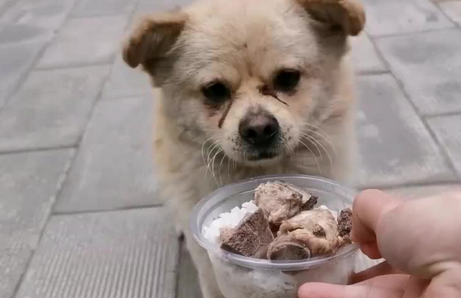 流浪狗讨饭被收留，狗狗不辞而别后再返回，出现暖心一幕