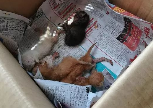 流浪猫跑进房东家二楼隔板间里生了6只小奶猫，我应该怎么办呢？ 