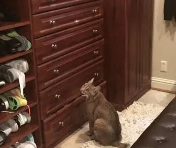 女子帮流浪猫在网上找主人，网友却让把它赶走，原来是只山猫！