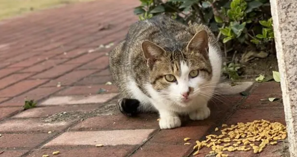 让流浪猫帮忙找丢失的猫，但有种猫靠不住，还可能更糟糕