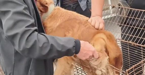 眼瞅即将进笼，金毛拼死抵在笼口终让主人转意