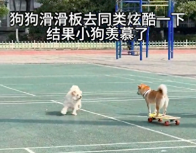 狗狗学会玩滑板后，还知道向同伴炫耀！