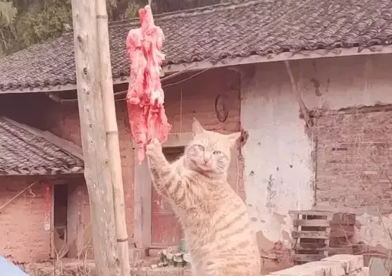 网友晒在院子的肉总是变少，原来是橘猫干的，这么胖还偷吃啊