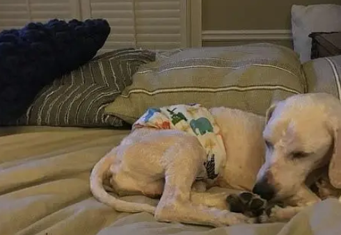 贵宾犬一直站着睡觉，不懂怎么躺下，它的身体还记得曾经的虐待