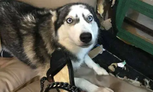 哈士奇闯祸，主人一怒之下竟然这样惩罚它