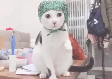 猫咪偷东西当场被抓，举着爪爪不知所措，眼神游移不敢看铲屎官