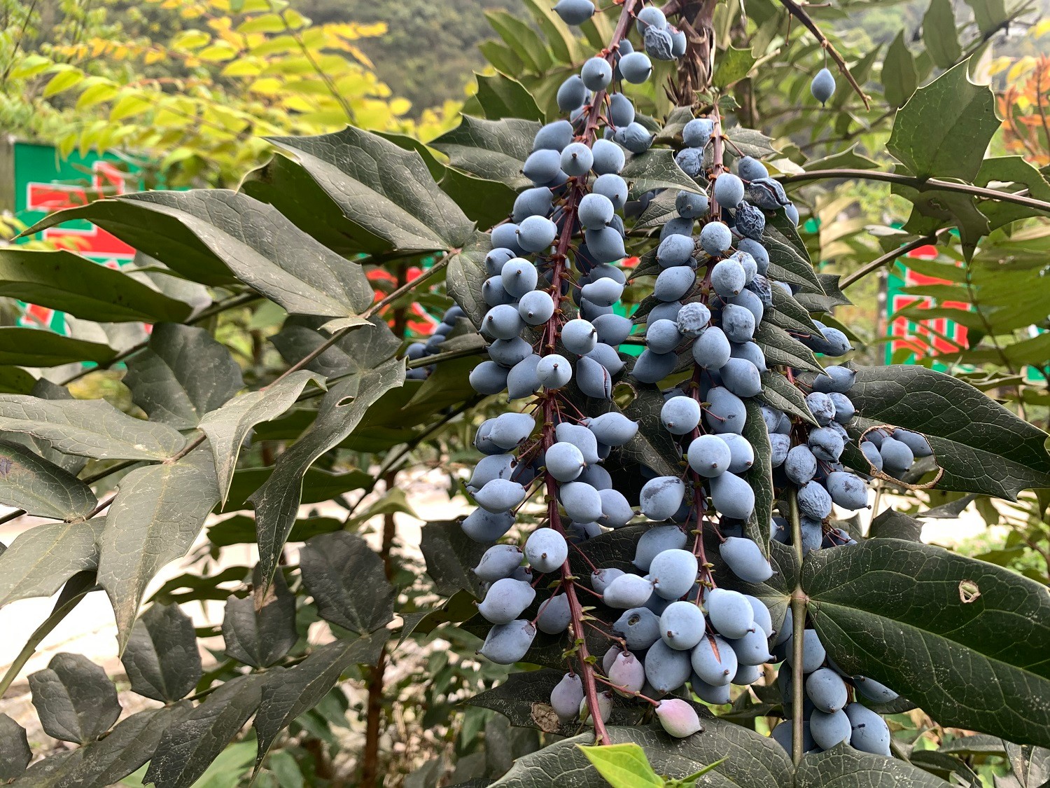 十大功劳的果实可以吃吗？果实虽诱人，食用需谨慎！