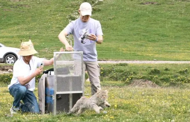 科技守护中国特有猫科动物荒漠猫