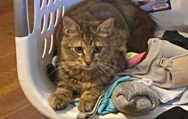 一般猫爬架已经满足不了这只猫咪，人家能在衣架上玩杂耍你服不服