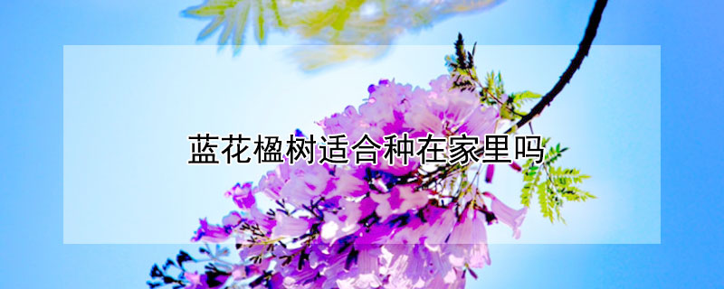 蓝花楹树适合种在家里吗