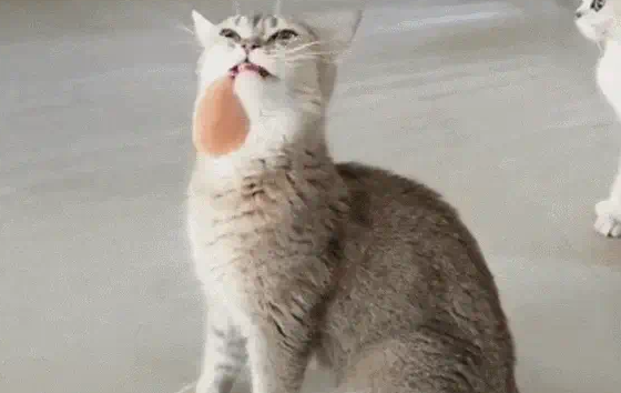 小猫偷吃肉被发现, 当场慌了神, 小表情让主人捧腹大笑! 