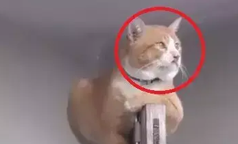 同伴嫌弃橘猫太胖，不料胖橘做出这个举动，瞬间打脸小伙伴
