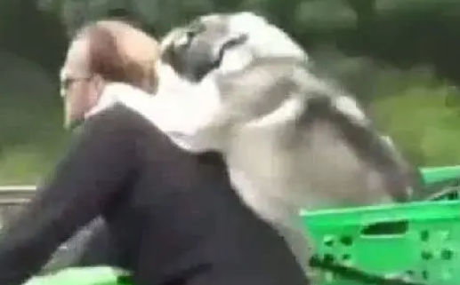 哈士奇与主人在雨中骑摩托车兜风，呆萌笑容瞬间迷倒路人