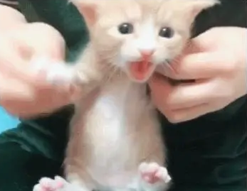 主人带小奶猫录视频，猫咪上前直接叼走：我的孩子是你能玩的吗