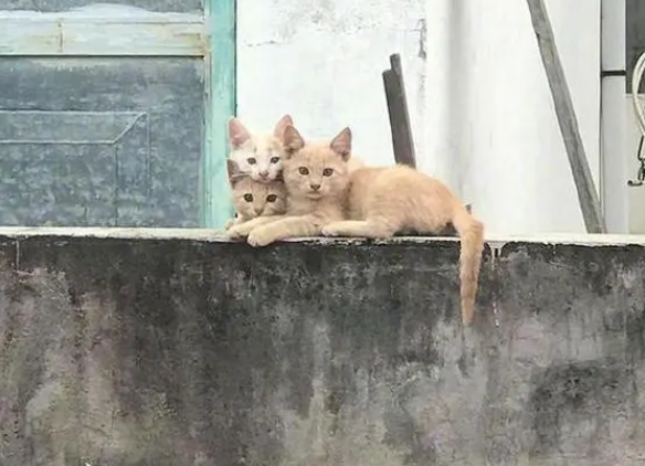 网友到阳台晒衣服，总感觉对面猫咪在监视着