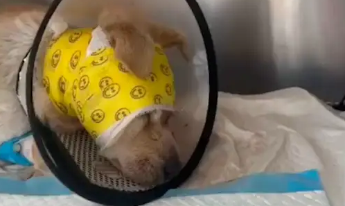 眼球被打爆的流浪狗，主动向男生求救还暗示去医院，它什么都懂！