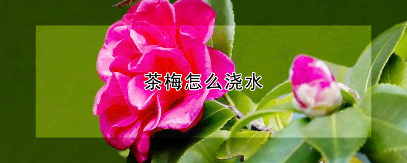 茶梅怎么浇水