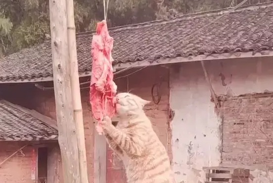 网友晒在院子的肉总是变少，原来是橘猫干的，这么胖还偷吃啊