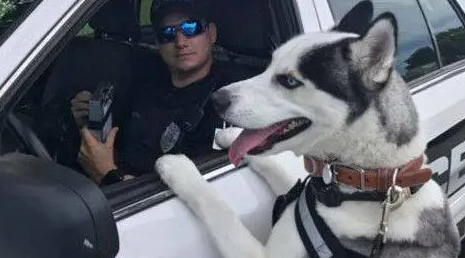 哈士奇竟然当上了警犬，这个警局也太大胆了吧