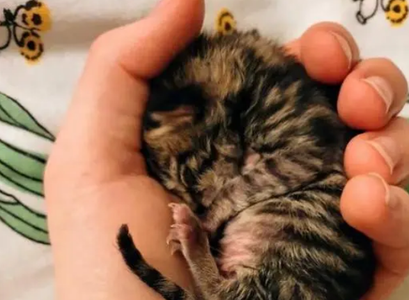 黑猫生的第一窝小猫没活，自己去外面找了一只小猫，把它当孩子养