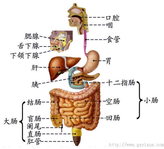 小肠克罗恩病因_小肠克罗恩病.ppt_小肠型克罗恩病的确诊标准