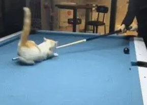 铲屎官打台球没进，让猫咪手动进球，猫：真让猫不省心
