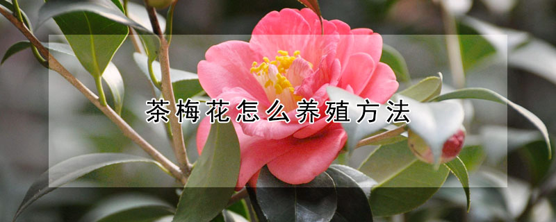 茶梅花怎么养殖方法