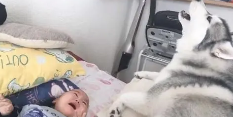 小主人突然哭了，二哈想了一下也跟着嚎了起来：比比谁更大声