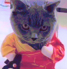 猫咪穿着和尚服走猫步，看到它走近，网友：我要笑抽筋了