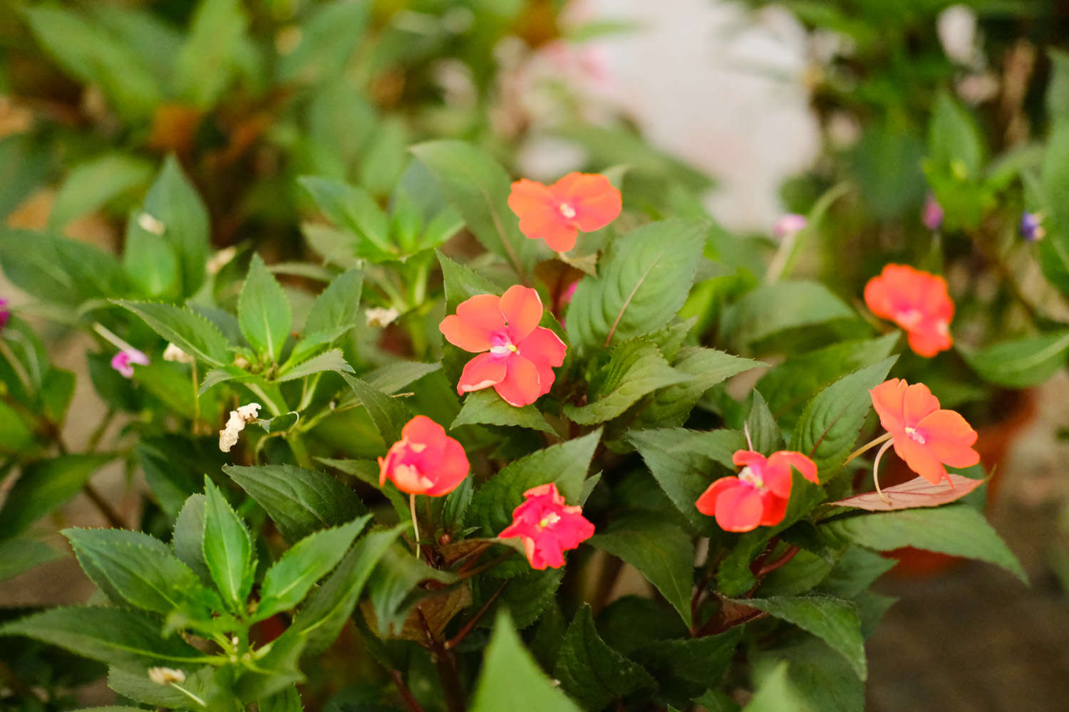 凤仙花常见虫害及防治方法