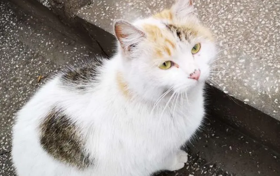 昆明动物园两只猫咪安全移出猴山，由动物保护协会接管