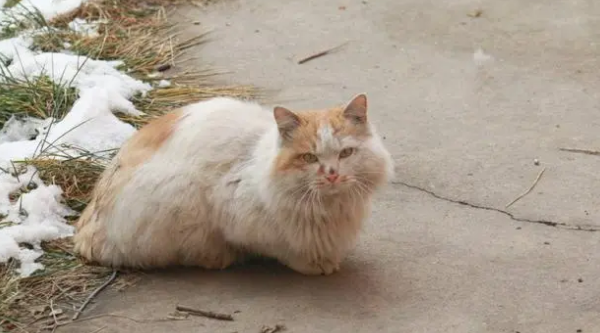 打算给流浪小奶猫找领养，却遭遇突发状况，出现了最大阻碍