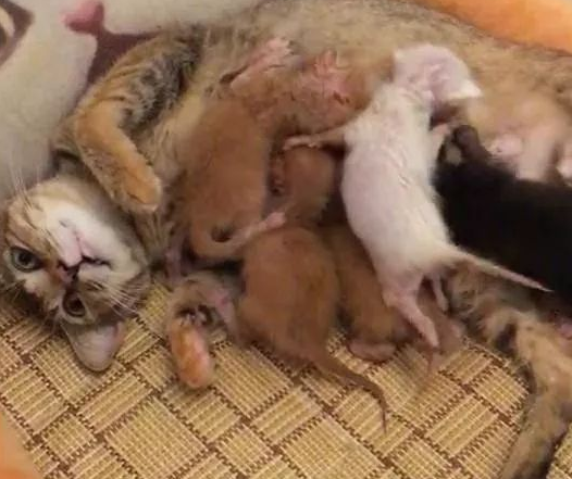 流浪猫跑进房东家二楼隔板间里生了6只小奶猫，我应该怎么办呢？ 