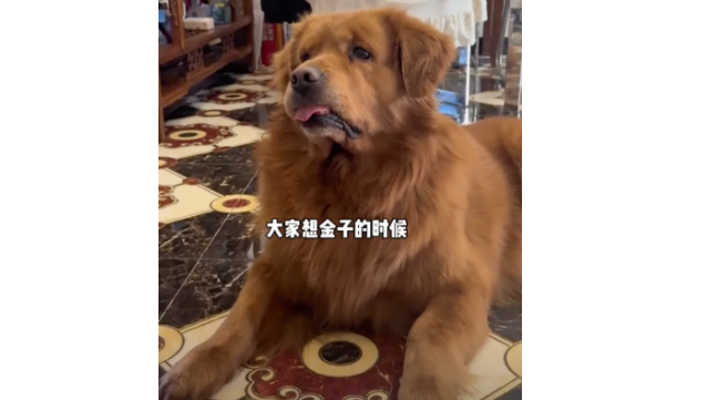 网红狗“金子”生病离世，主人把它的亲生弟弟接回家，看哭千万网友…