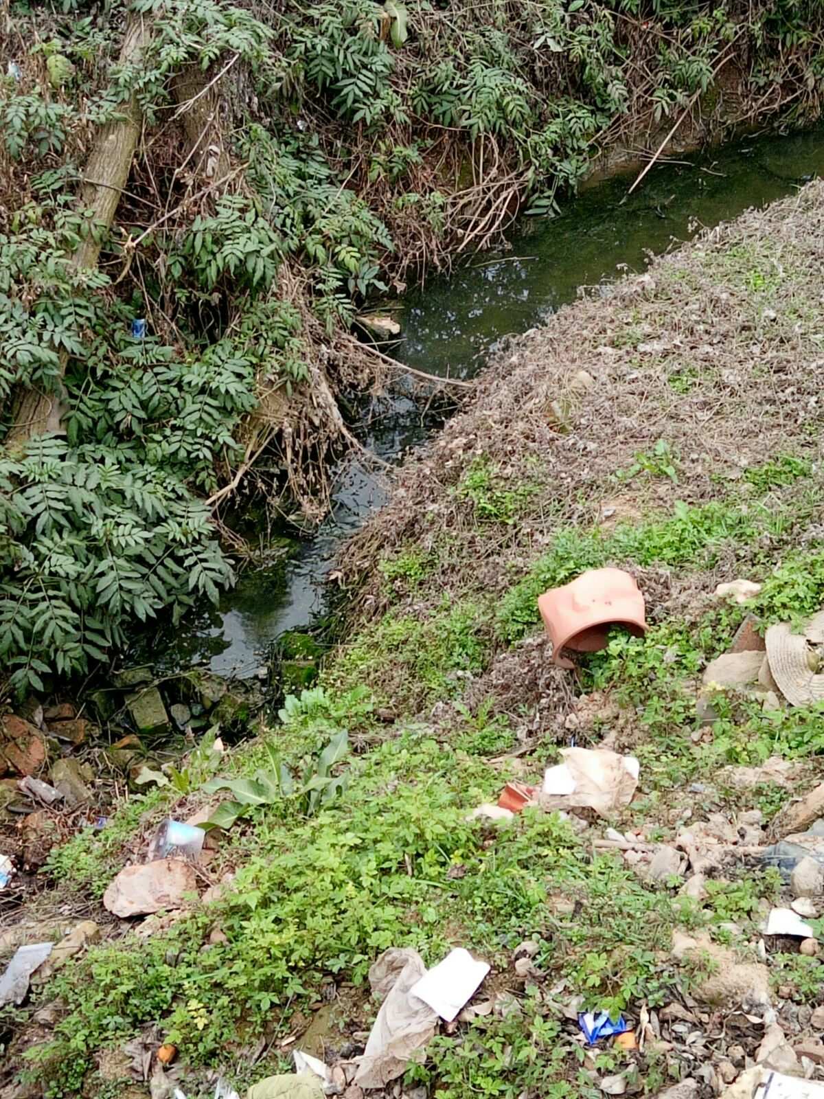 ecosia搜索引擎_ecosia浏览器入口_ecos