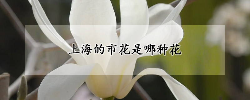 上海的市花是哪种花