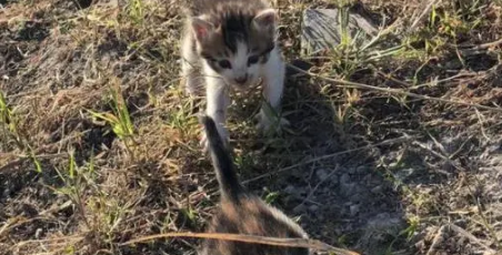 小奶猫被乌鸦攻击，男子发现后出手相救，却被小奶猫赖上了