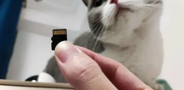 英国：宠物猫必须植入微芯片 否则主人将面临500英镑罚款