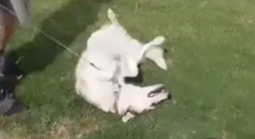 哈士奇公园玩的太开心，不想回家，于是立马倒地撒娇