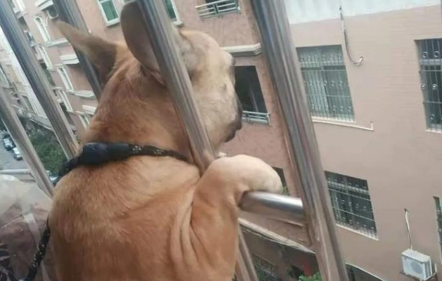 斗牛犬趴在阳台上看风景，背影和表情太有戏，这是外面有狗了？