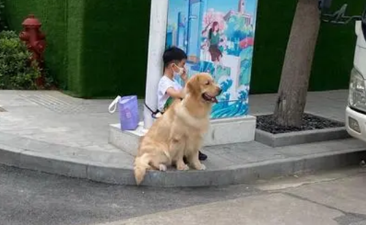 寄养老家的狗狗每天等候小朋友放学，成为了村里“最靓的仔”