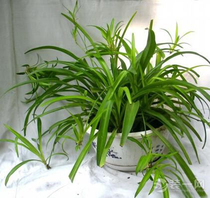 去甲醛植物