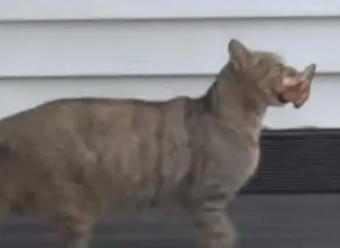 母爱不分物种！猫妈每日去烤肉店讨食，只为不让小猫饿肚子