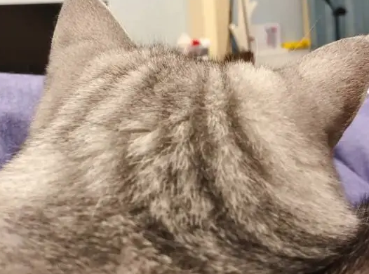 猫咪睡得正香，主人一巴掌下去，猫咪的表情亮了：谁给你的胆子？