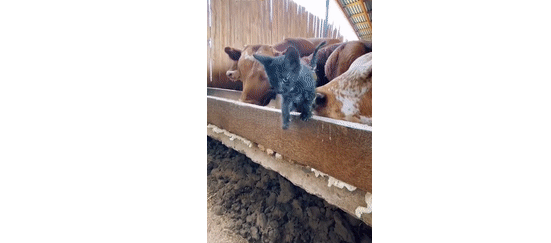 小时候被欺负的猫咪，努力2年后终于混成了霸气十足的“农场老大”！