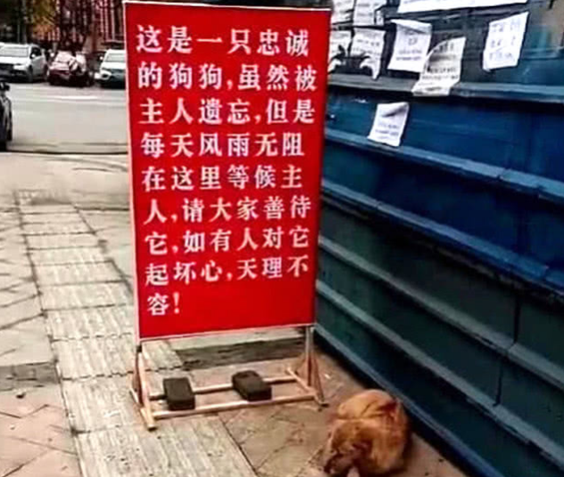 狗狗被丢弃在公园，却风雨无阻等待主人